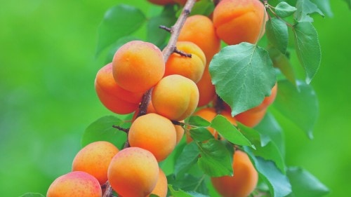 Best Fruits for Rabbits - apricots