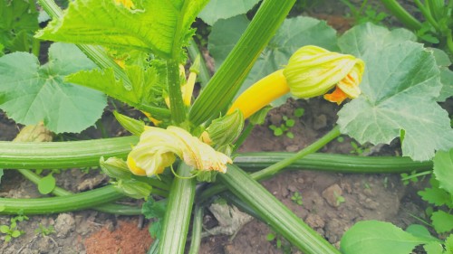 Can Rabbits Eat Zucchini Flowers or Squash Blossoms
