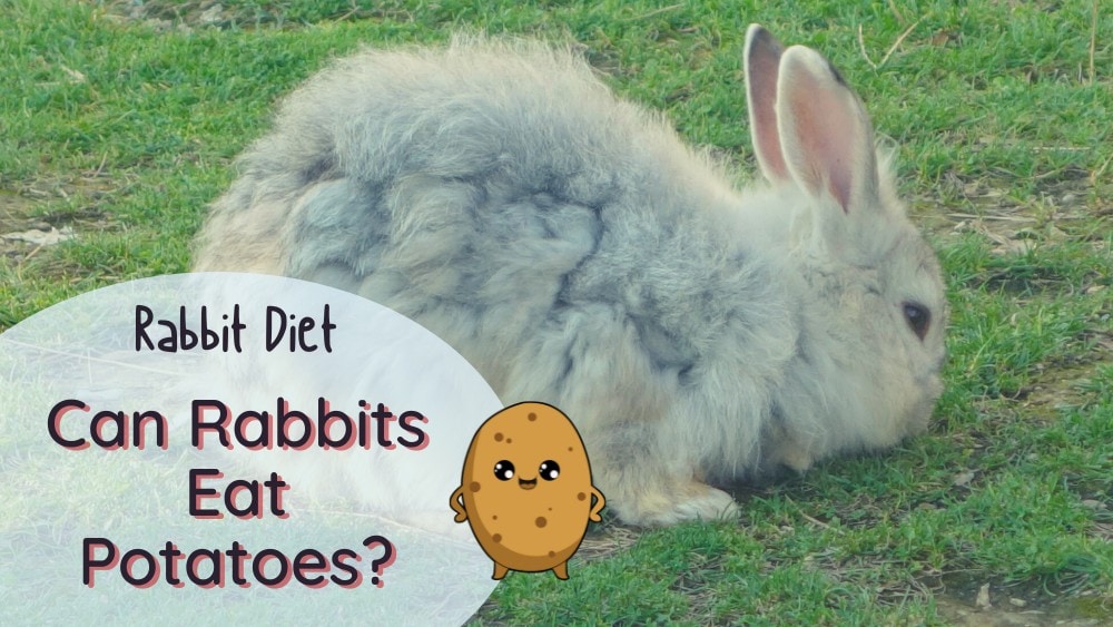 Can rabbits eat potatoes