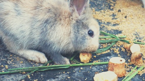Can rabbits eat sweet potatoes