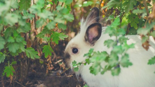 Health Benefits of Parsley in a Rabbit's Diet