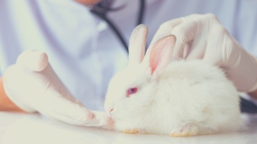 Risks Associated with Feeding Corn to Rabbits - Obesity