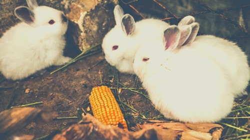 Risks Associated with Feeding Corn to Rabbits