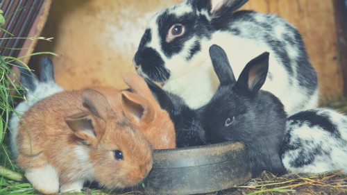 Risks of Feeding Cauliflower to Rabbits