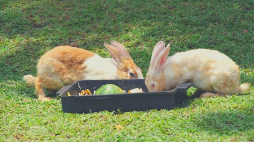 Should Rabbits Eat Zucchini Cooked or Raw