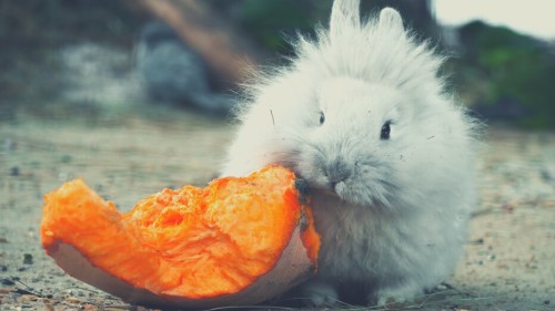 Toxic Squash Syndrome on rabbits