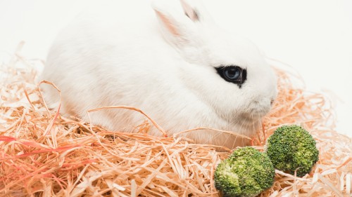 Vegetables for Rabbit Diets - Broccoli