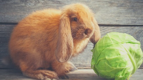 Vegetables for Rabbit Diets - Cabbage