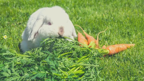 Vegetables for Rabbit Diets -Carrots