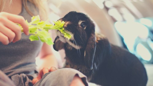 Vegetables for Rabbit Diets - Celery