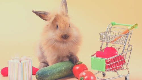 Vegetables for Rabbit Diets - Cucumber