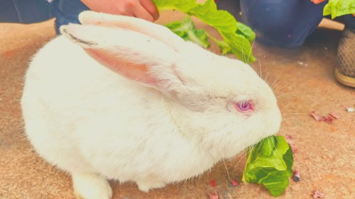 Vegetables for Rabbit Diets - Dark Red or Green Lettuce