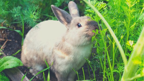 Vegetables for Rabbit Diets - Herbs