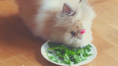 Vegetables for Rabbit Diets - Spinach