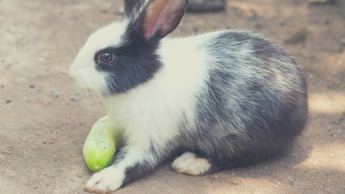 Vegetables for Rabbit Diets - Zucchini