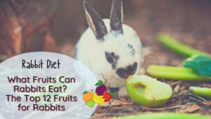 What fruits can rabbits eat