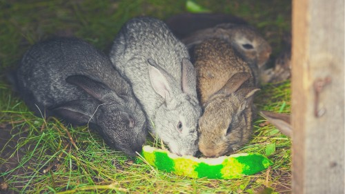 What is the Best Fruit for Rabbits