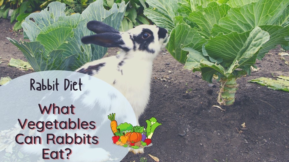 What vegetables can rabbits eat