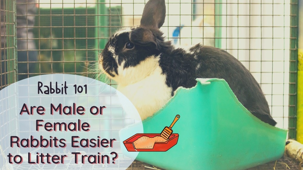 are male or female rabbits easier to litter train
