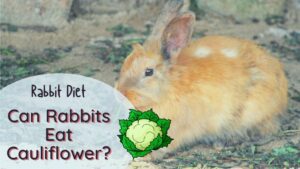 can rabbits eat cauliflower