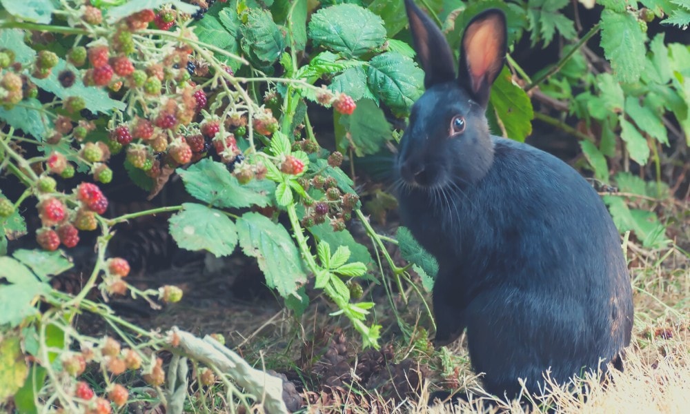 Can rabbits eat blackberry bushes