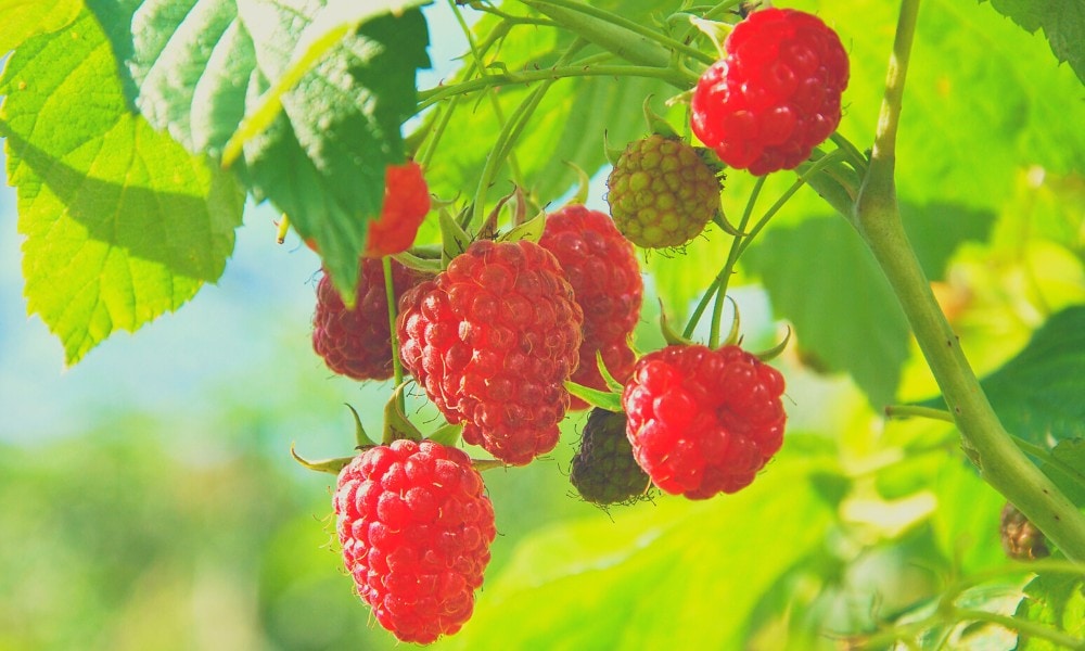 What is the Nutritional Value of Raspberries to Rabbits