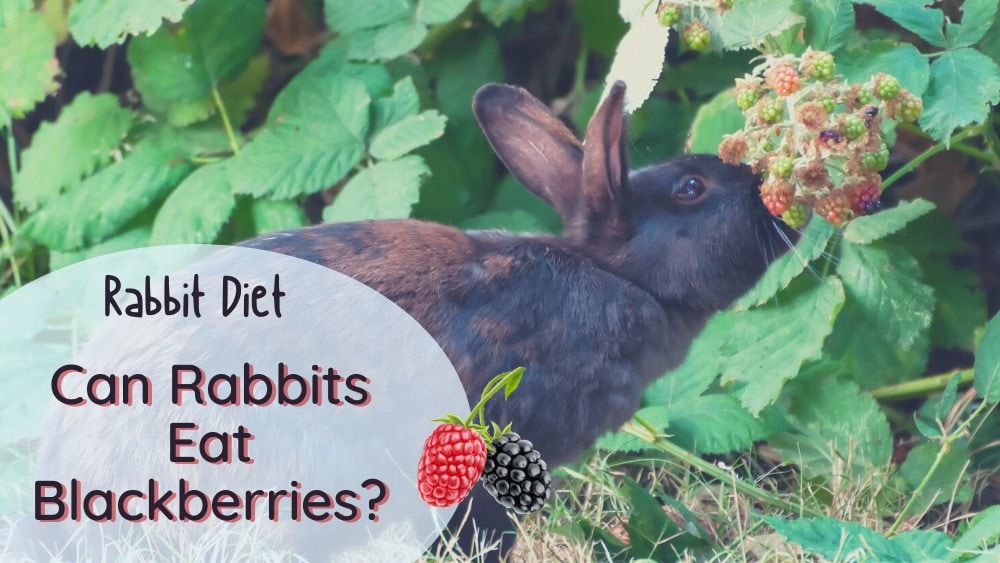 can rabbits eat blackberries